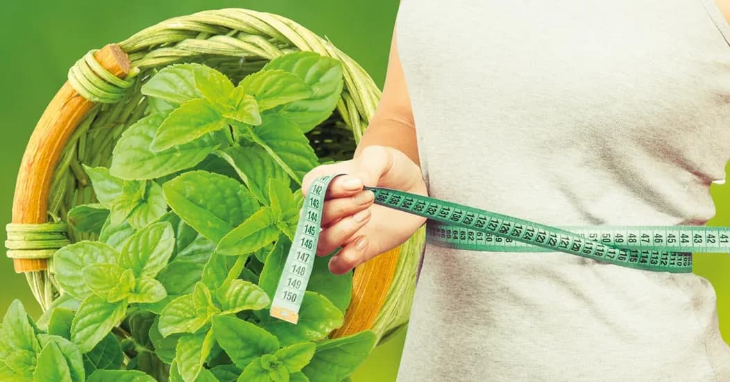 Jakie zioło na odchudzanie? Odkryj skuteczne naturalne metody